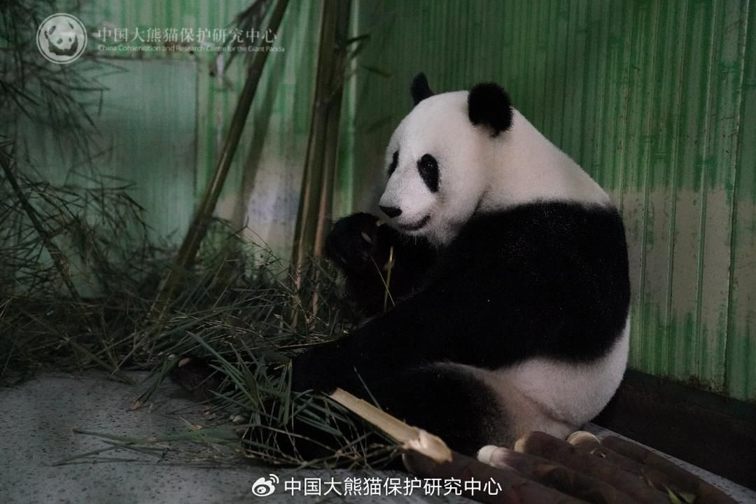 Giant pandas, Fu Wa, Feng Yi return safely to China, begin one-month quarantine