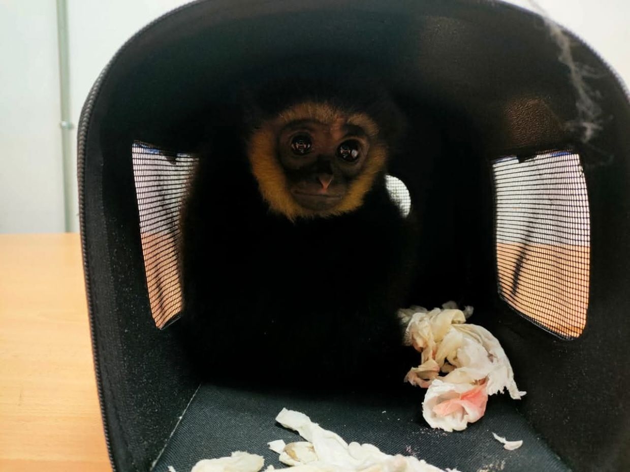 Spike in exotic animal smuggling