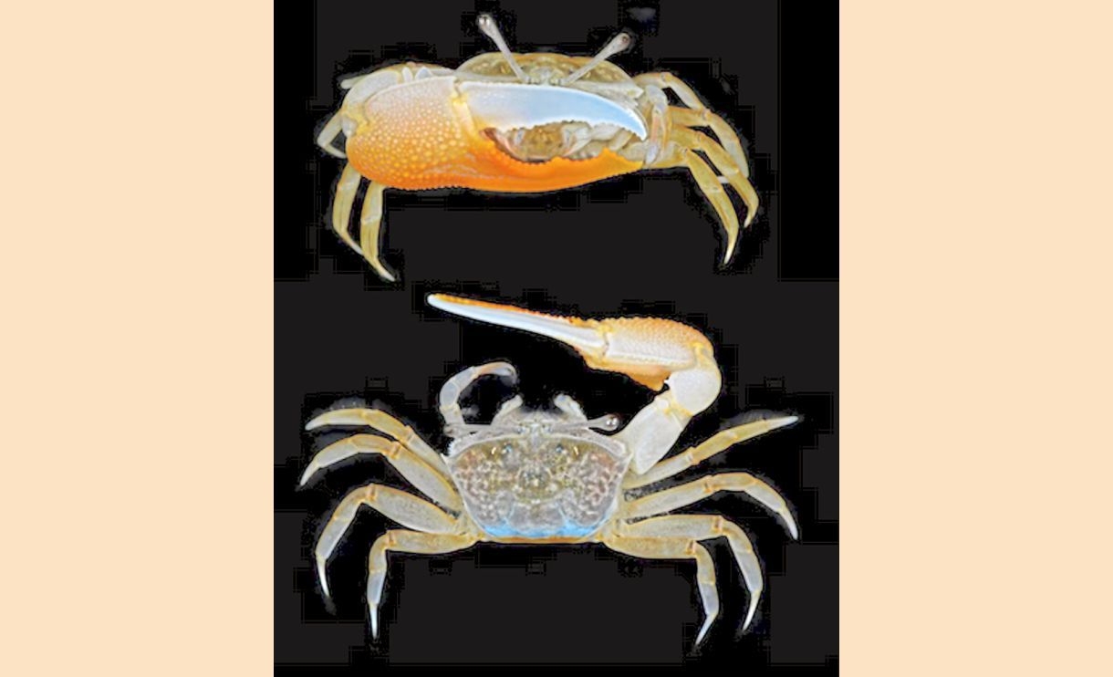 Microplastics found in sea animals