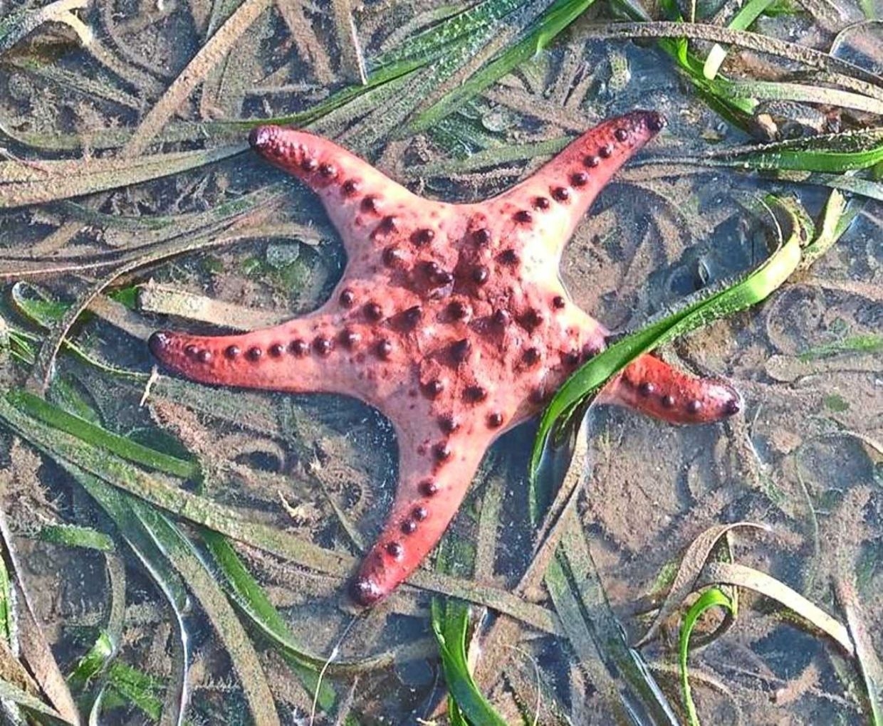Tourists warned against touching starfish in Sabah
