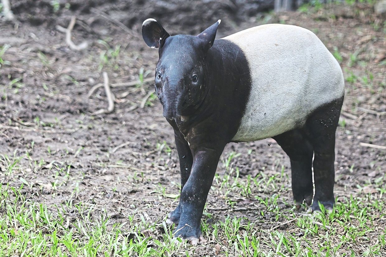 INTERACTIVE: Tapirs top roadkill list in Malaysia