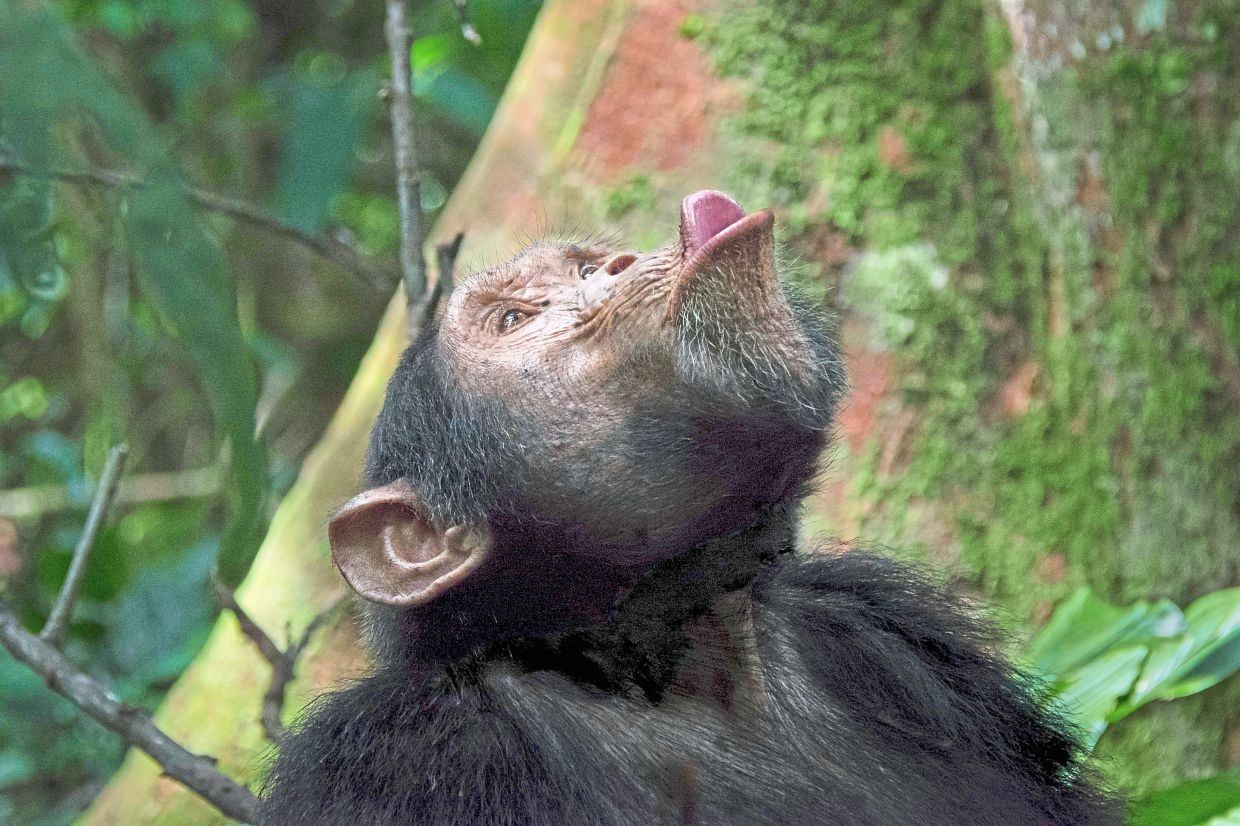 Chimp drumming reveals building blocks of human rhythm