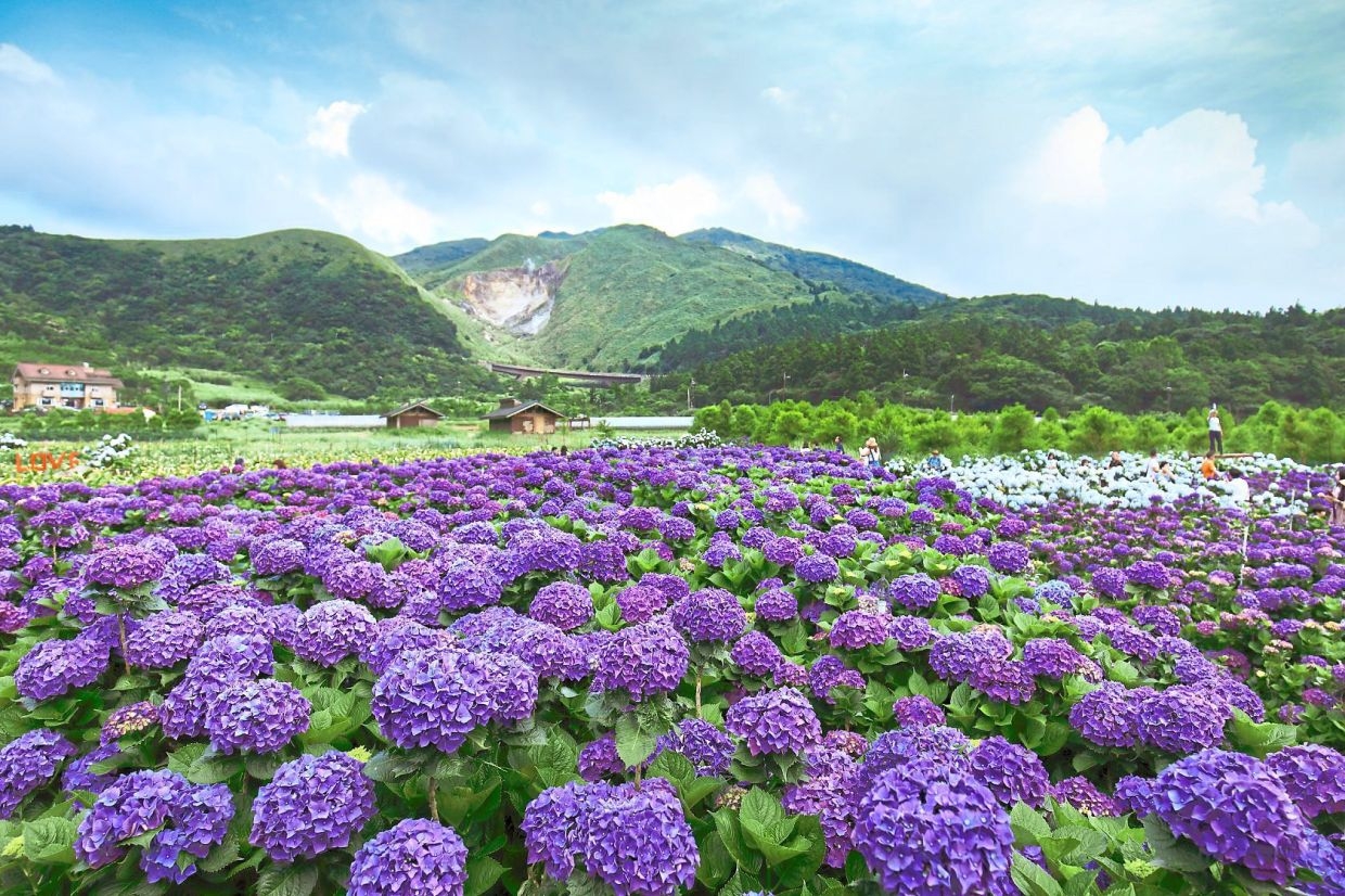 A floral escape in the mountains of Taiwan