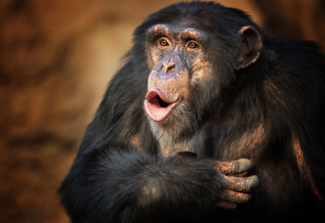 Hygiene is important among chimpanzees, even after sex!