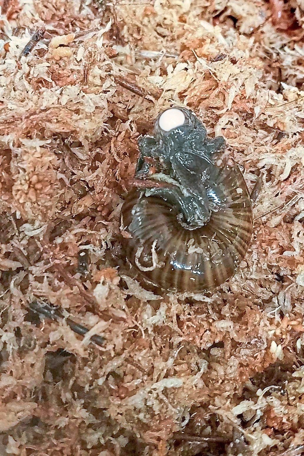 Footage of rare snail laying an egg from its neck captured for the first time