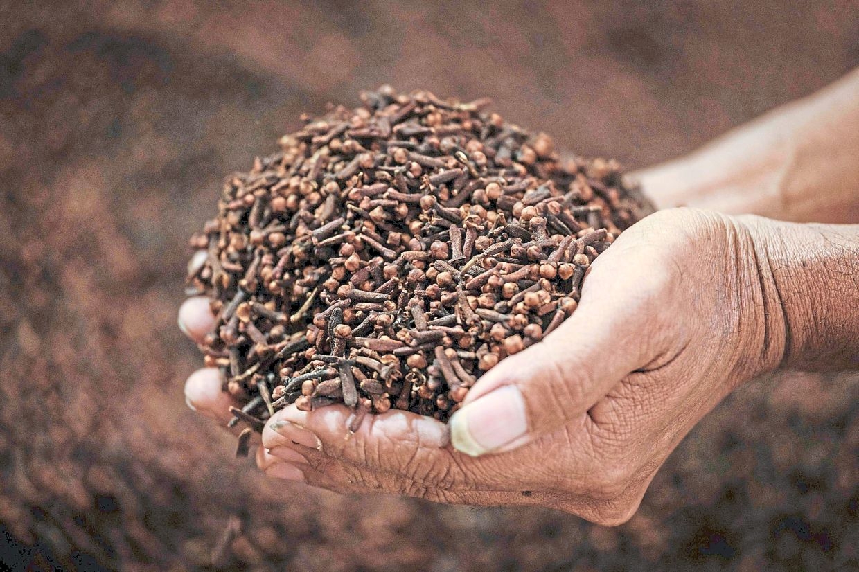 Production at Indonesia's clove farms under threat from climate change