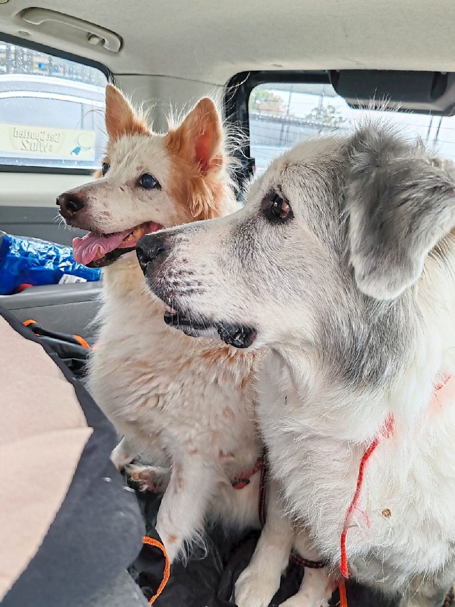 Senior dogs Lizzy and Tia are living their golden years joyfully