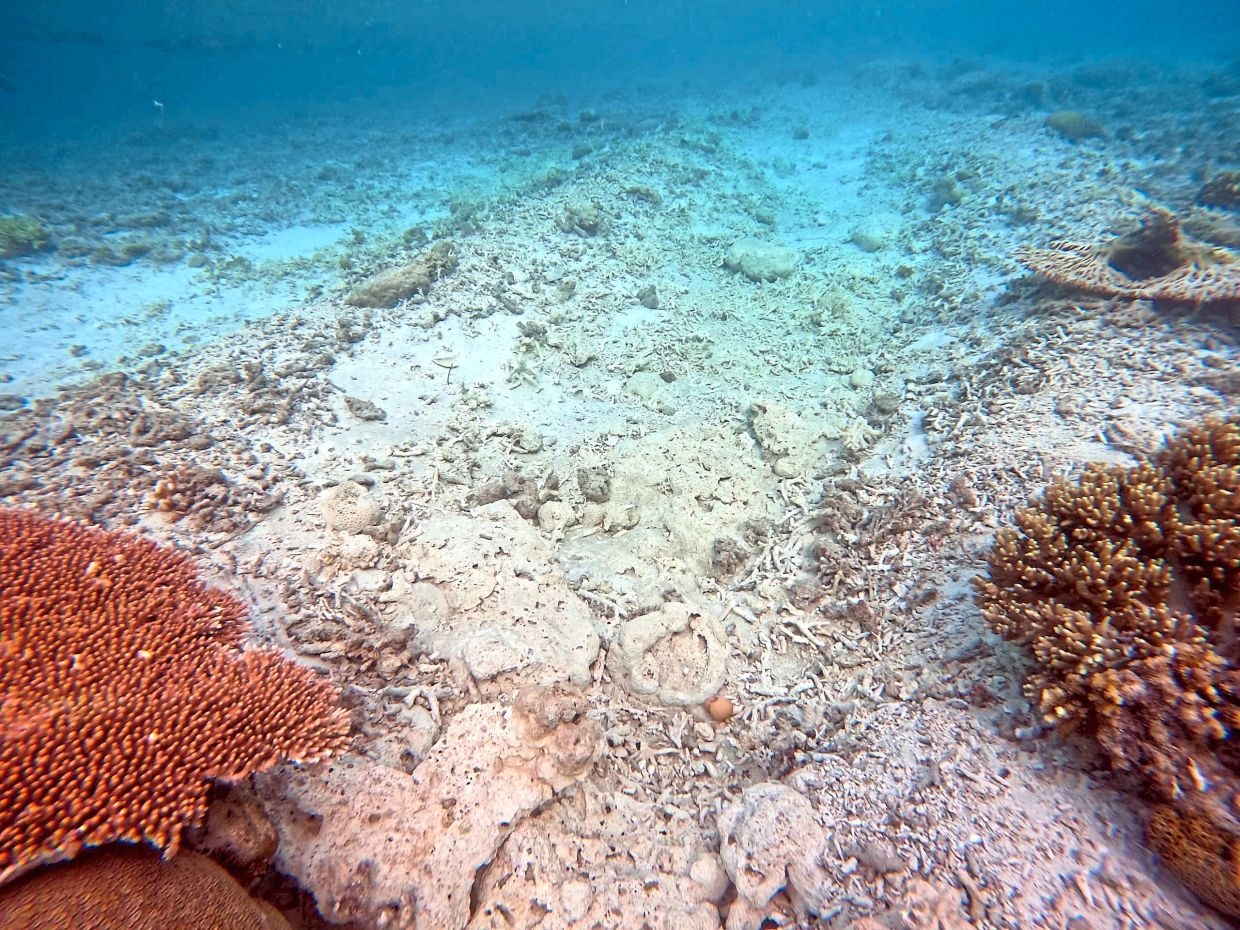 Pom-Pom's marine paradise under siege