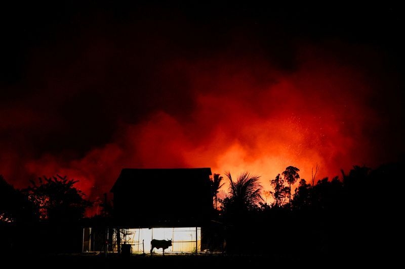 Amazon fires drive unprecedented global forest loss in 2024, report says