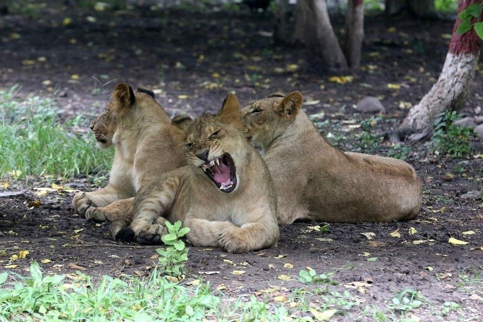 India's lion population rises by a third