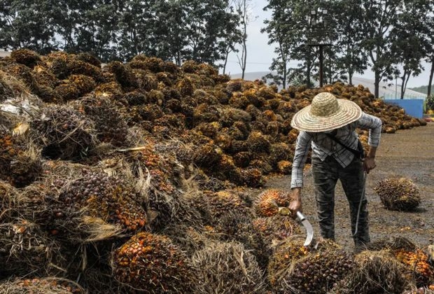 Palm oil mill fined RM90,000 for polluting Melaka waterways