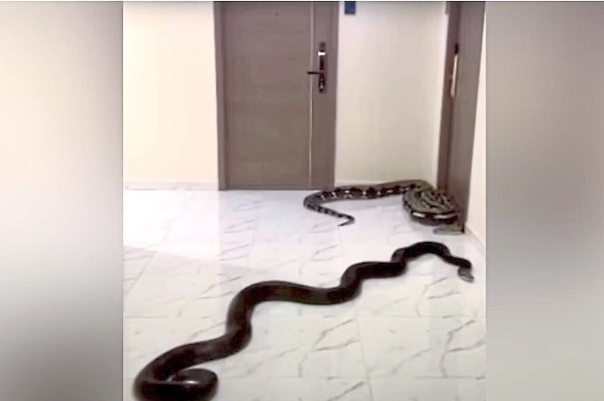 Man unleashes snake in condo over noisy dog dispute