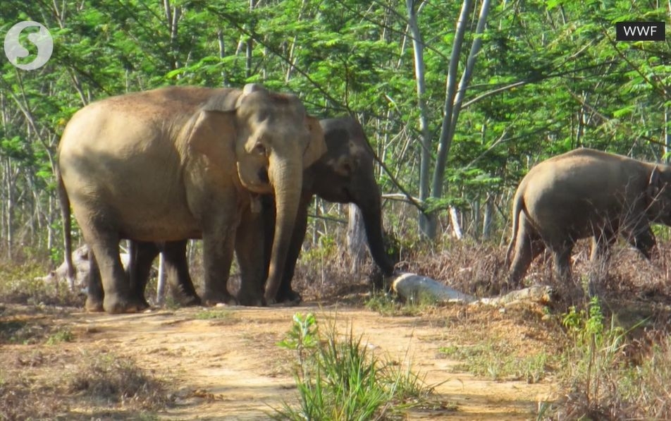 Perhilitan expects elephant sanctuary in Gerik to be operational by 2030