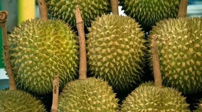 Penang to launch track, trace system to safeguard local durian industry
