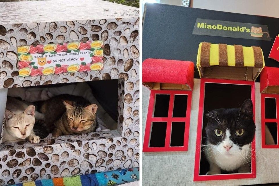 Making stylish ‘cat cottages' a labour of love for Singapore woman