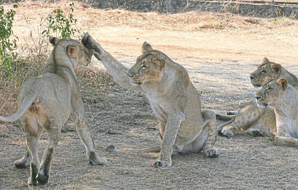 Lion population roars up by a third
