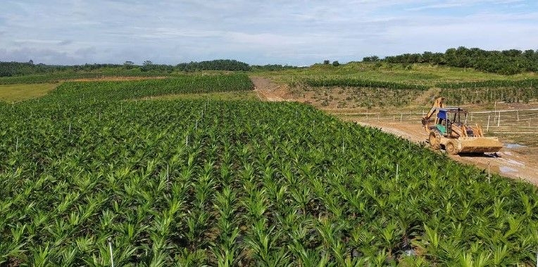 Sarawak Plantation profit buoyed by rising CPO prices