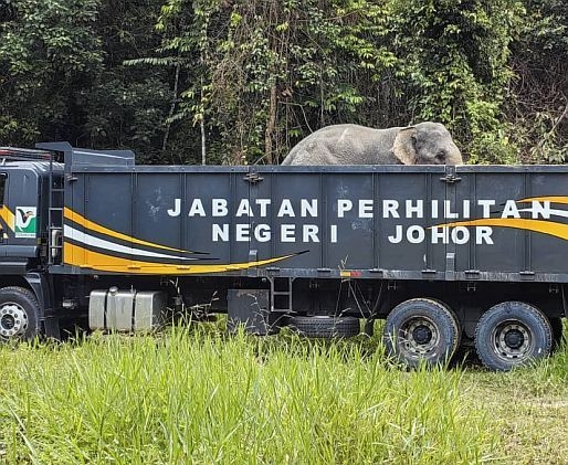 Perak aims to reduce human-wildlife conflicts
