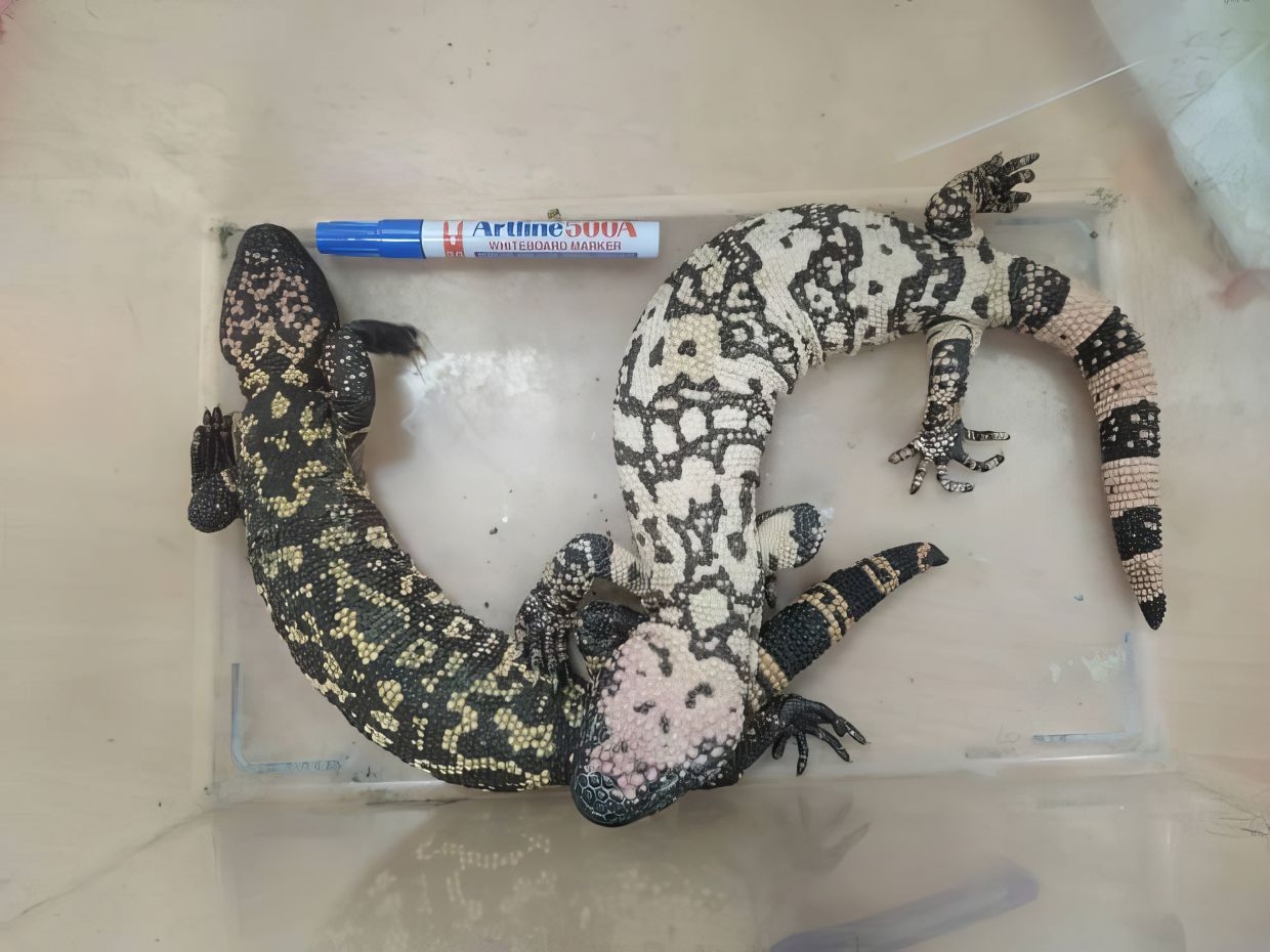 Suspected smugglers nabbed, 300 protected animals seized at KLIA