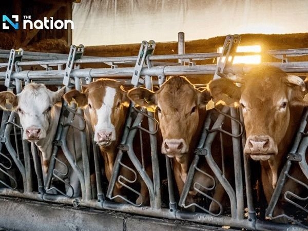 Thailand's livestock department to negotiate with Laos, Vietnam to lift ban on Thai cattle