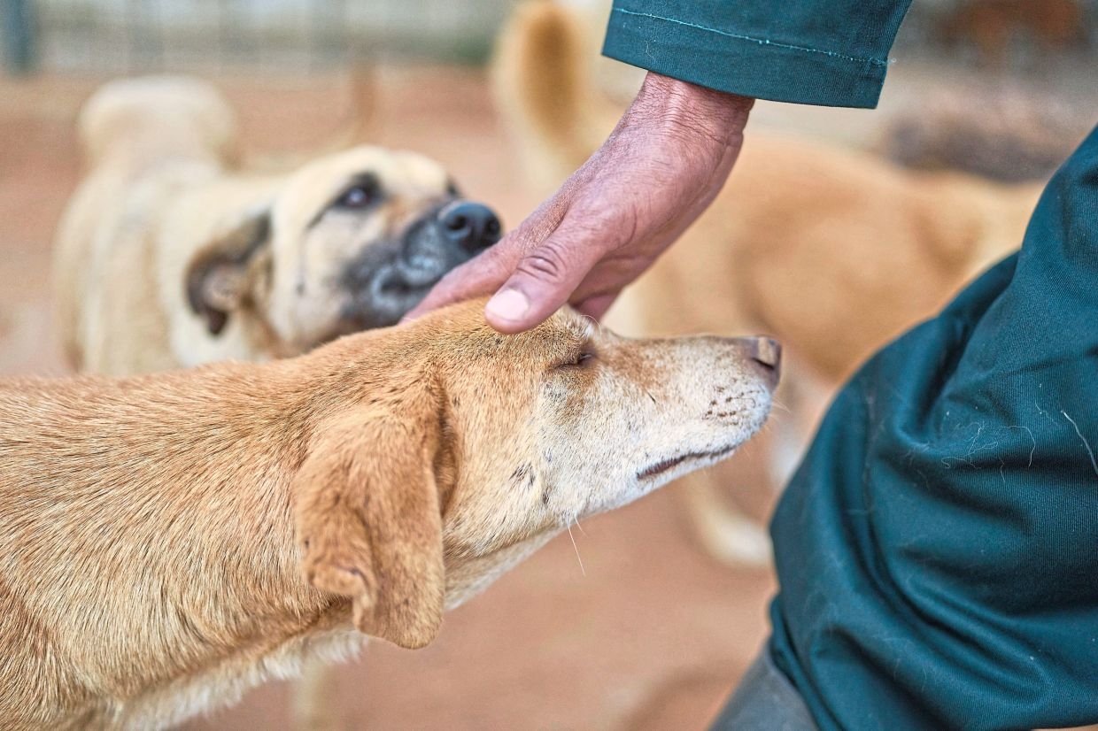 Penang reviewing land issue threatening animal shelter with over 700 dogs