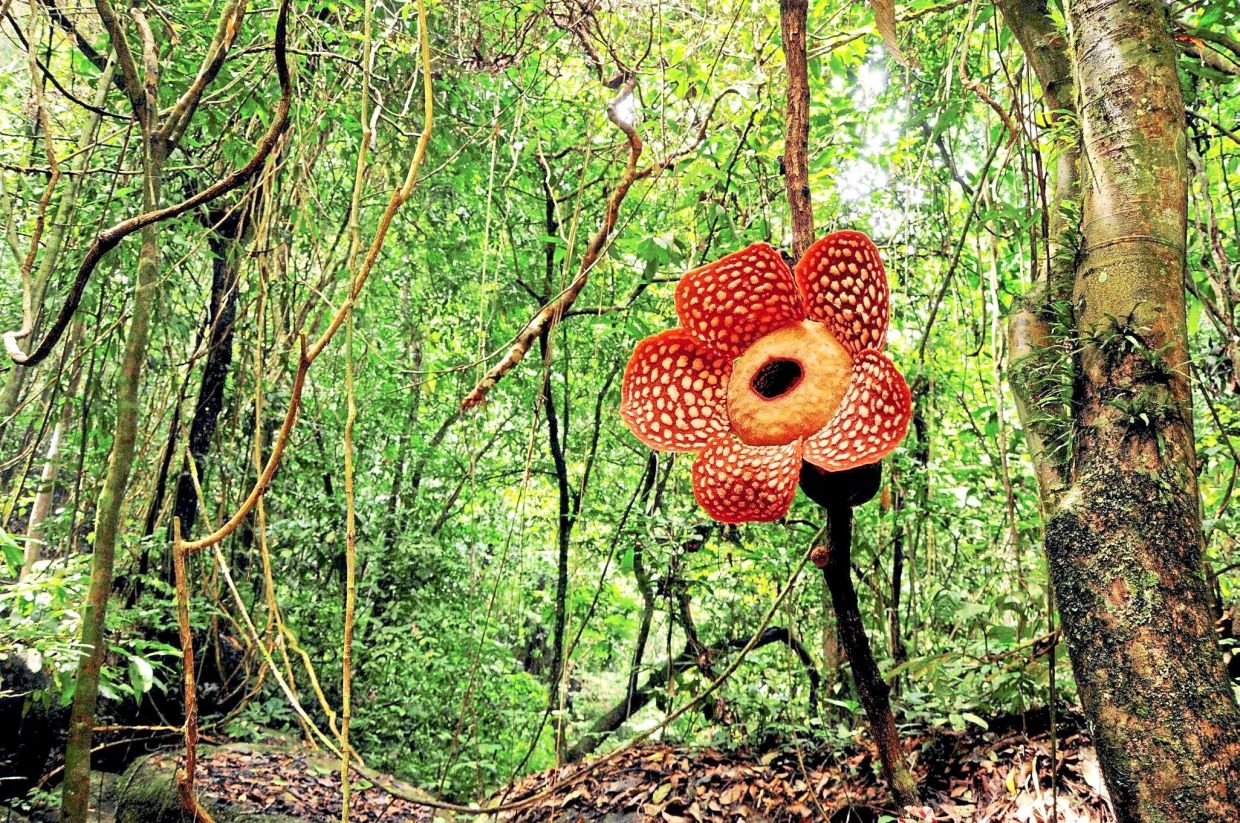 Mega, malodorous jewel of our jungles
