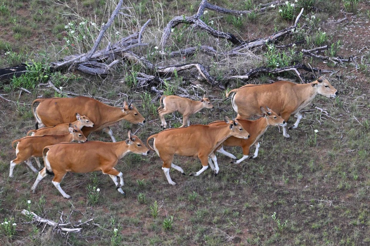 Rare wild cattle herded in Cambodia by helicopter; livestock considered critically endangered in South-East Asia