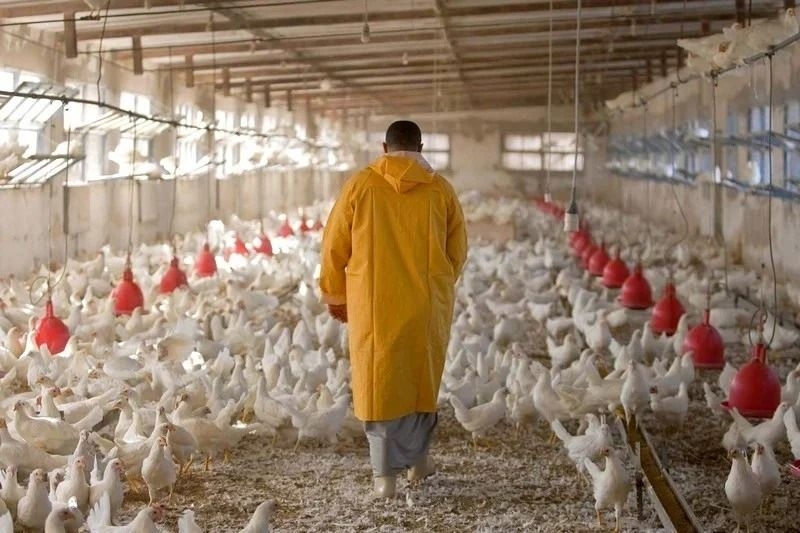 Bird flu outbreaks in mammals double, raising human risk, says report