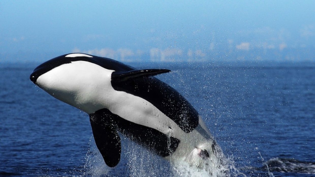 Alibaba's entertainment group renamed after killer whale as it seeks to revive growth