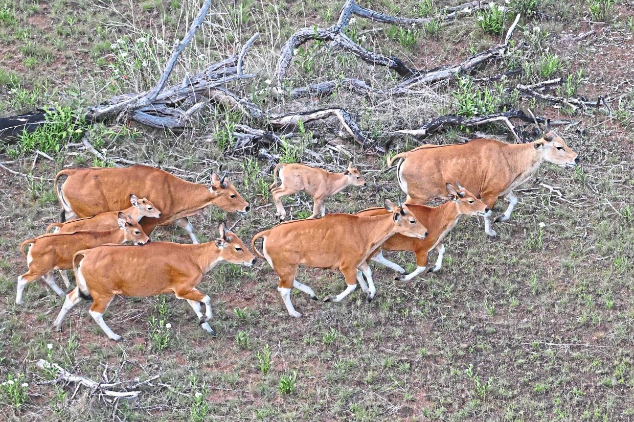 Copter cattle rescue a success