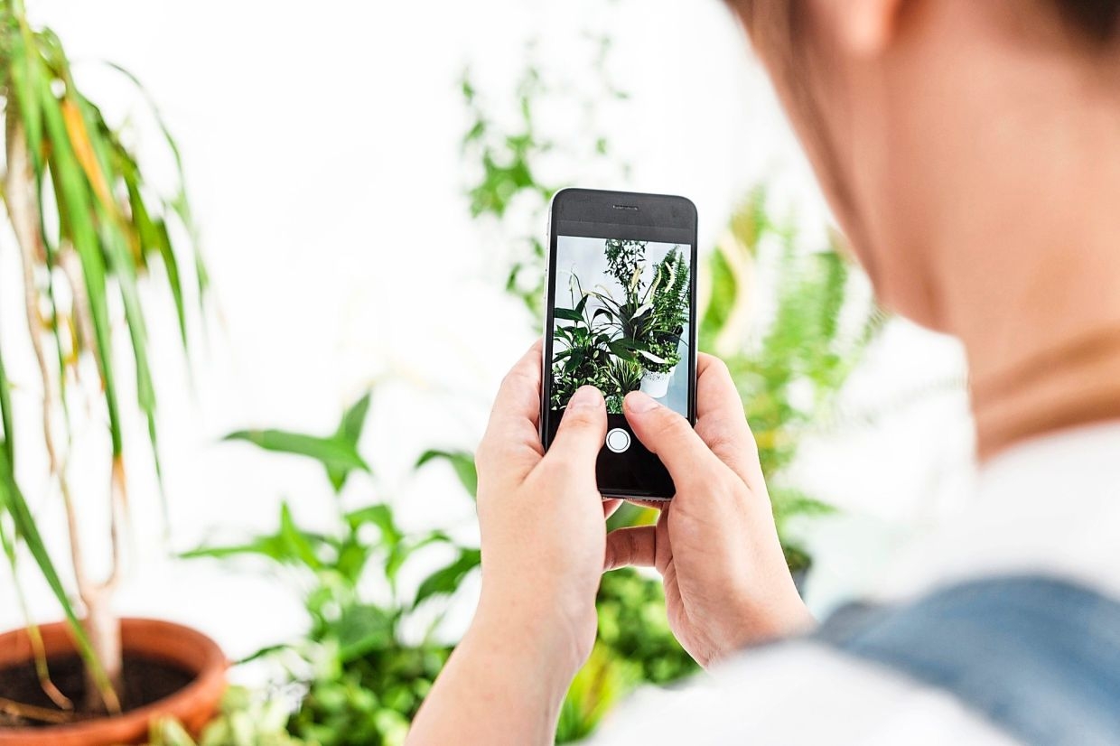 Leaf it to tech: Are AI-powered apps giving plants a voice?