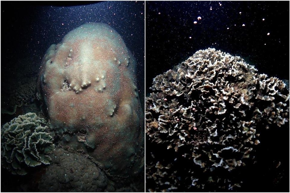 Coral spawning muted in Singapore after 2024 mass bleaching event