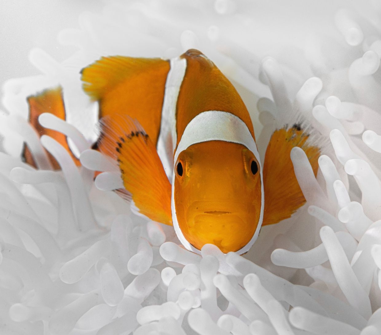 Clownfish, the main hero of 'Finding Nemo', shrinks to survive heatwaves, study finds