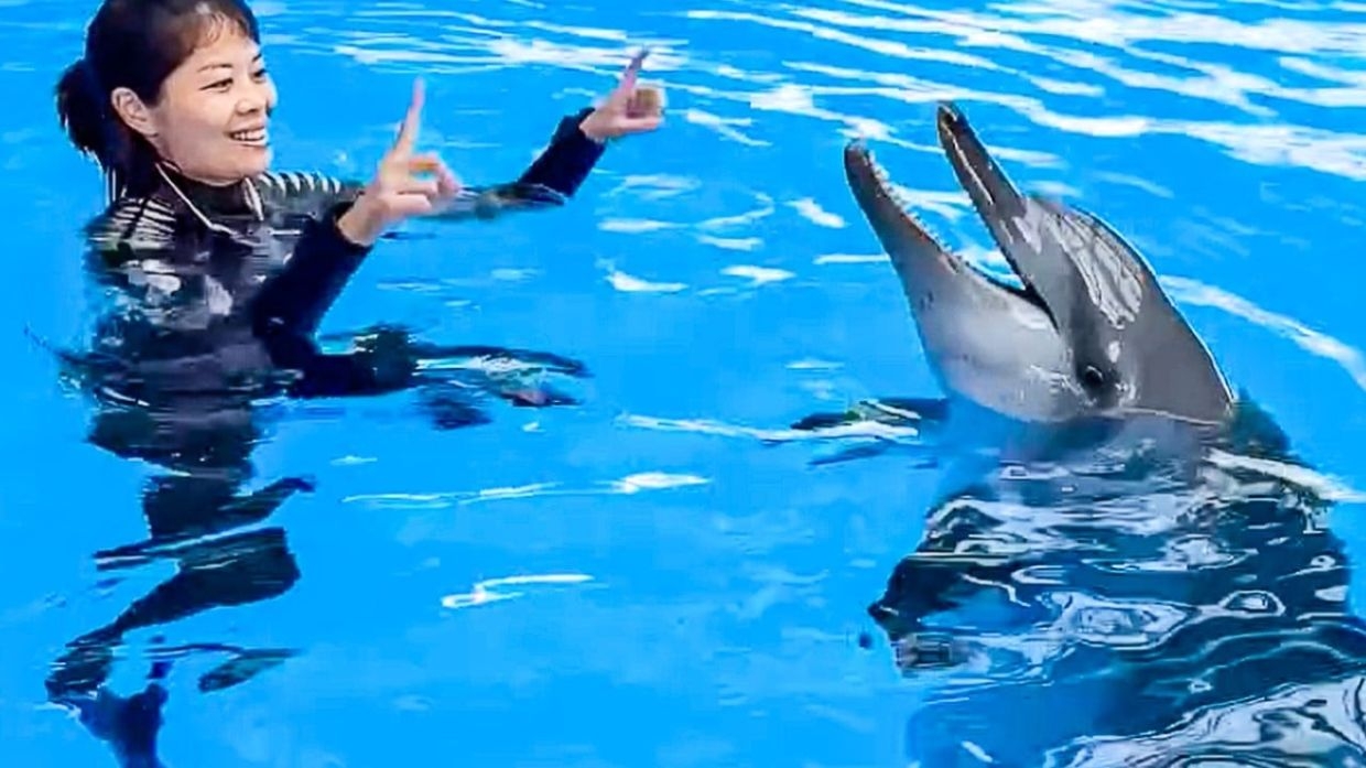 Rita, Indo-Pacific bottlenose dolphin at Hong Kong's Ocean Park, dies at 24