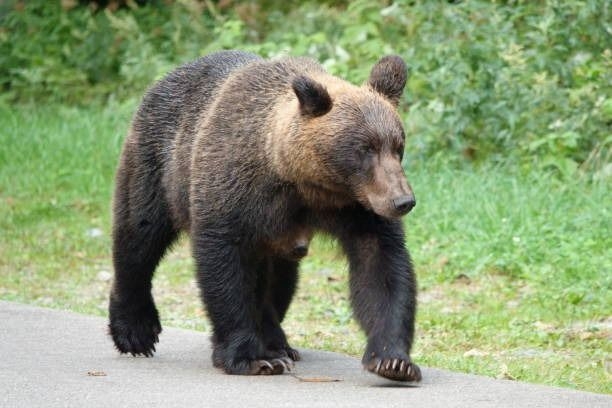 Bear stops play! Japan golf event ended after furry sighting