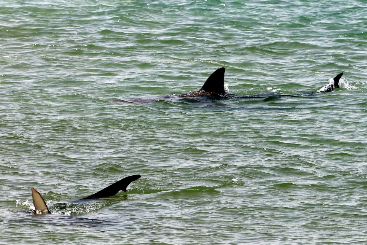 Shark control funding boost to increase beach safety in North-East Australia