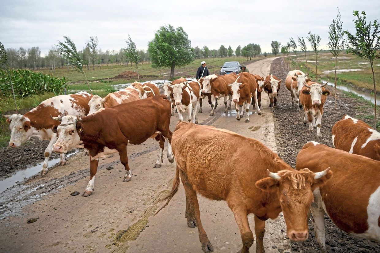 MOOve it: Perak wants farmers to graze their cows in state-designated fields