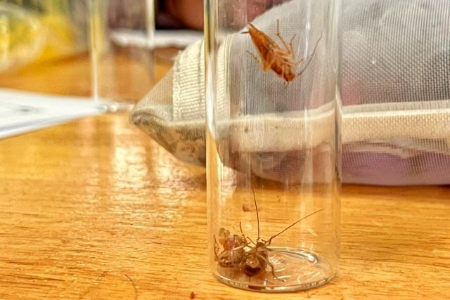 Penang food court ordered to close due to cockroach infestation