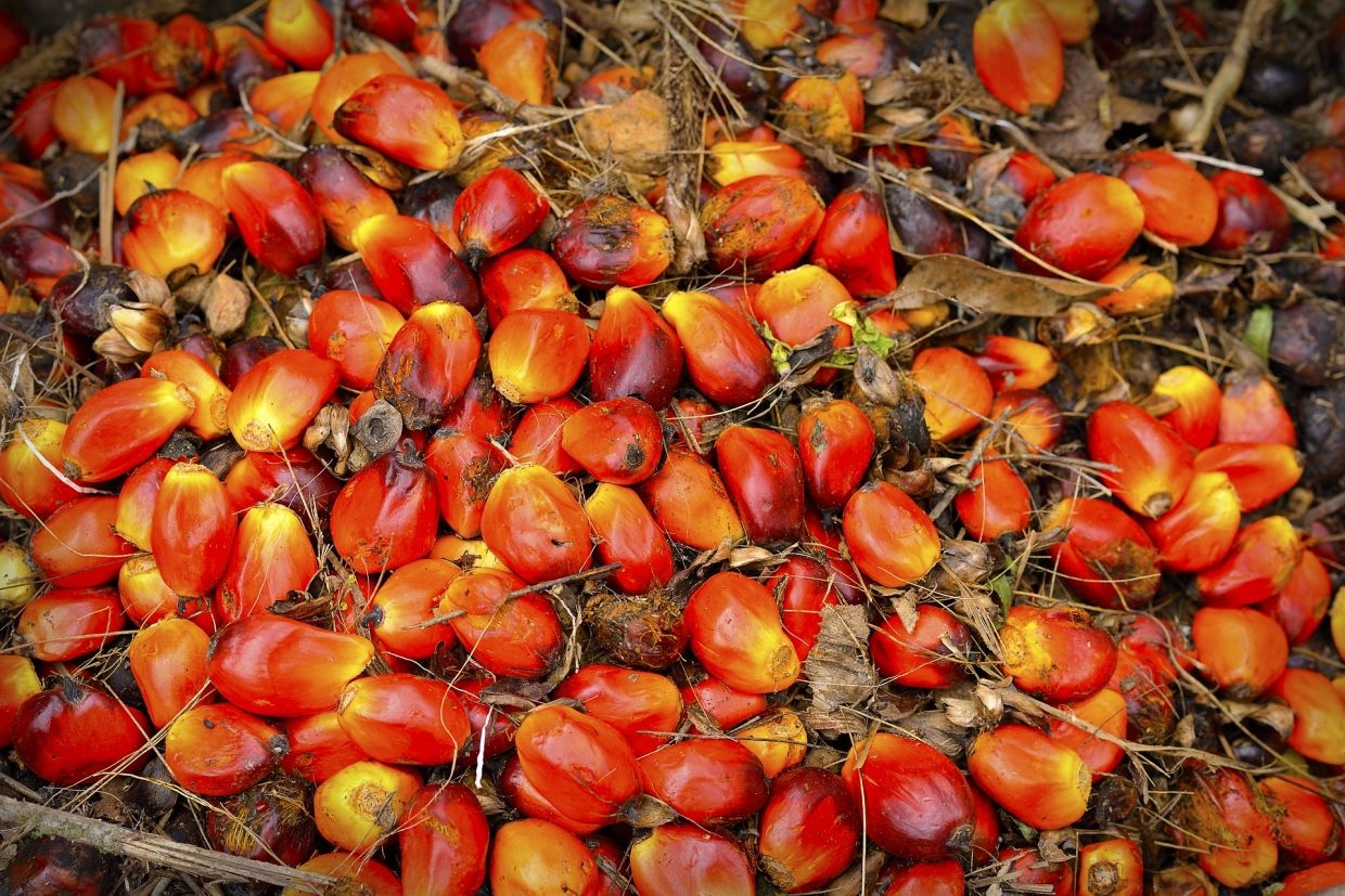 TH Plantations to gain from output recovery
