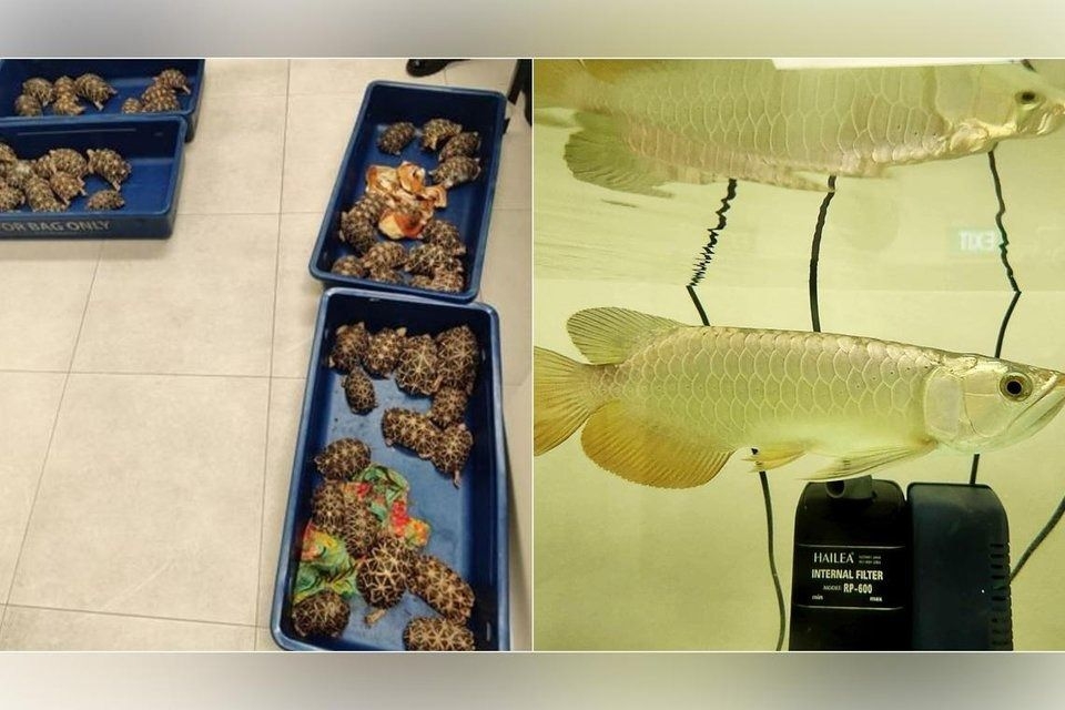 Singapore records 42 cases of animal smuggling in 2024, highest in recent years
