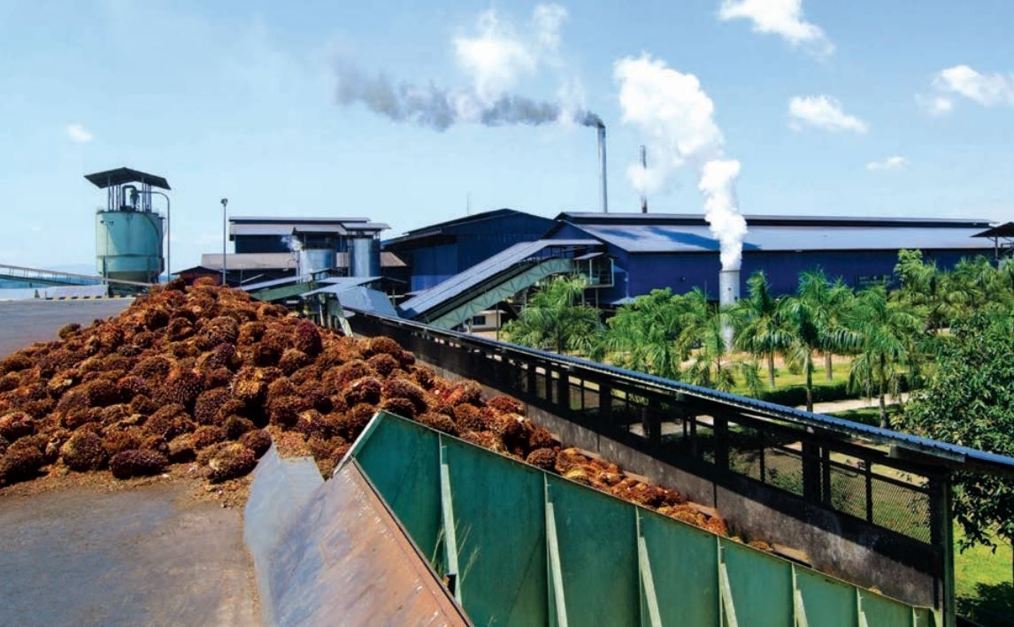 IOI Corp sees higher FFB output in 2Q25