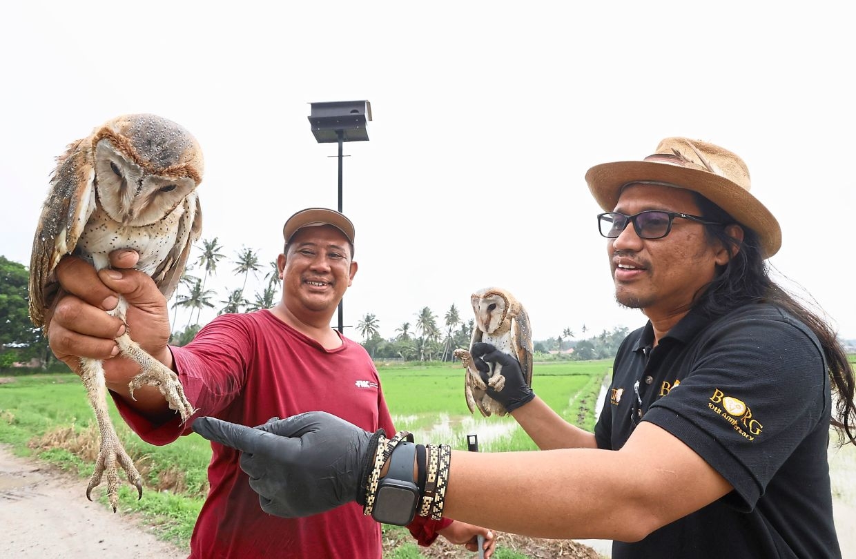 Barn owl nest box project aims to protect padi fields from rat menace