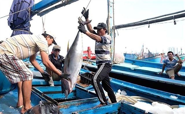Vietnam tuna exports to halal markets rise, but more supporting policies needed