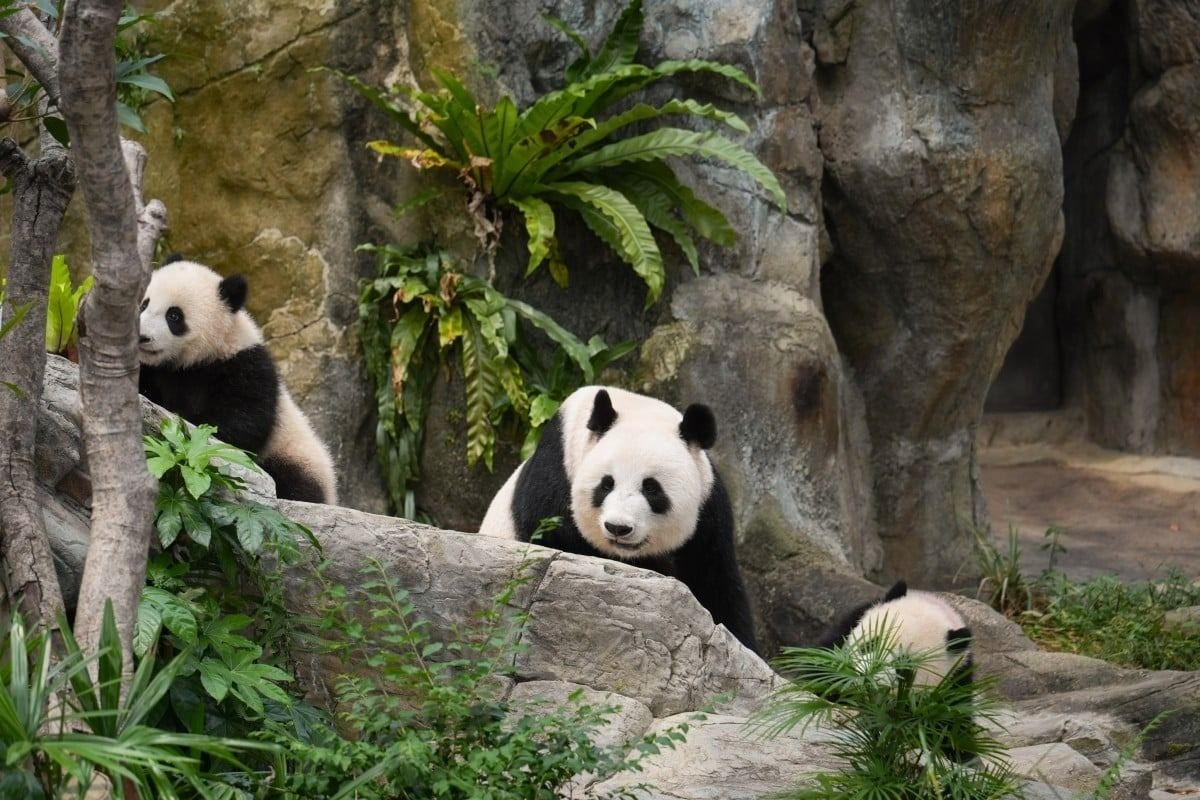 Jia Jia and De De chosen as names for Hong Kong's twin panda cubs