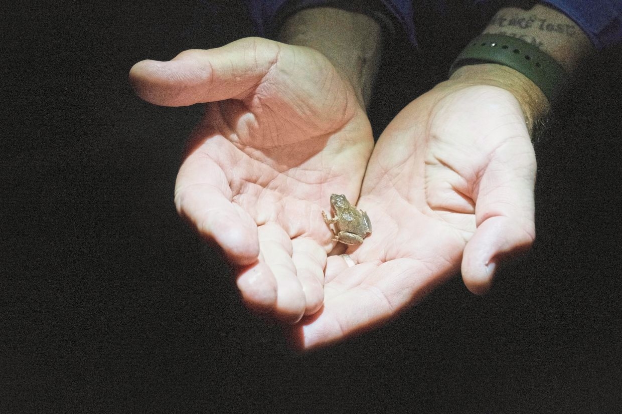 It's tough to be an amphibian – sometimes a human touch is needed