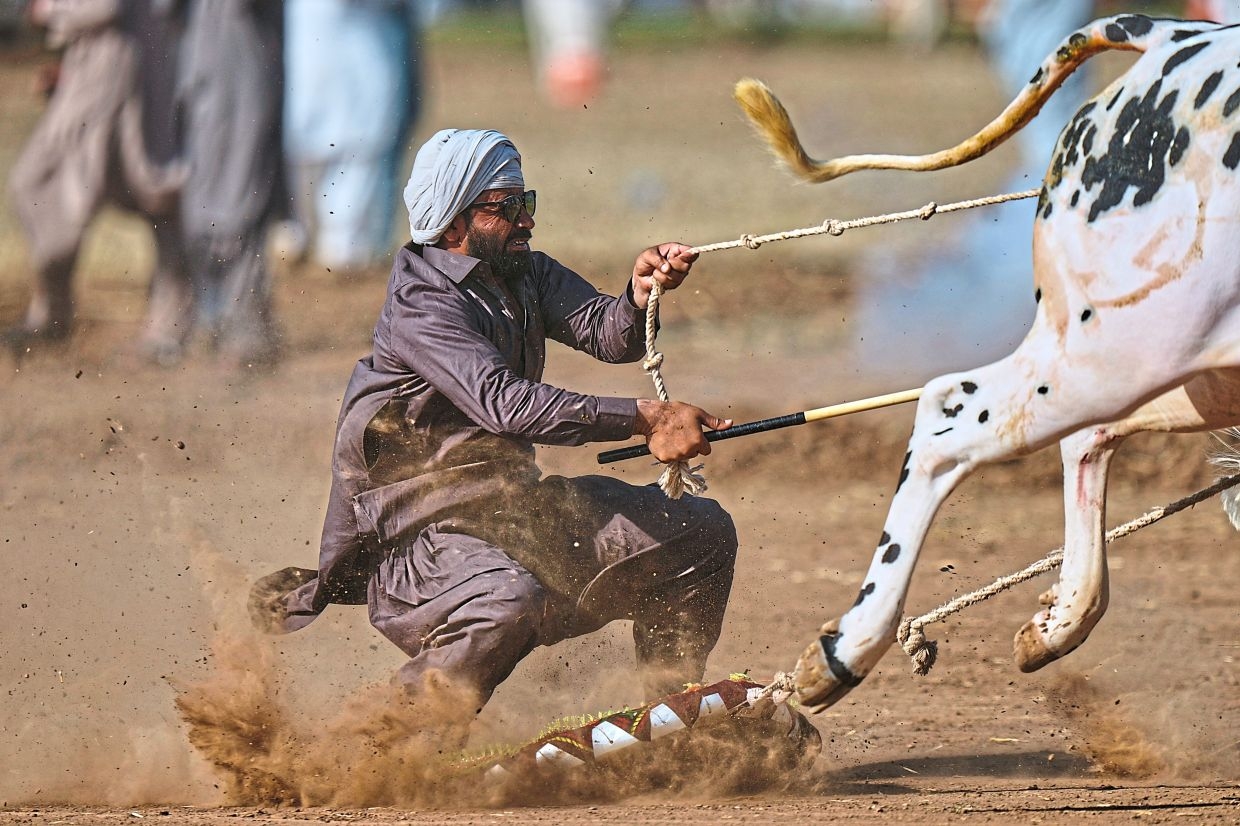 Punjabi-style bull racing makes for a spectacular spectacle