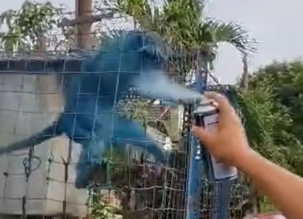 ‘Where is the monkey?': Peka demands accountability and answers over Shah Alam animal abuse case