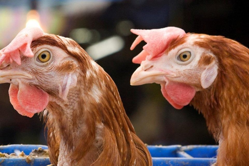 Thai poultry industry poised for growth on Brazil bird flu, lower feed costs