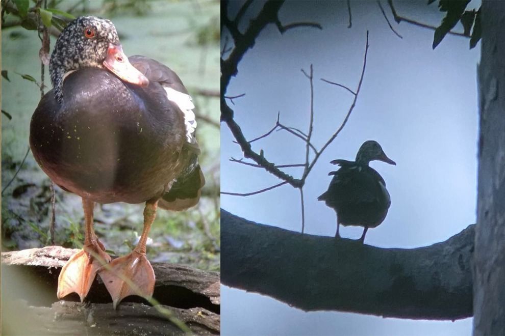 Concerns over declining population of rare duck in Cambodia