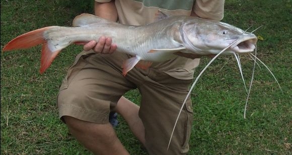 Over 4.4 tonnes of invasive fish removed from Malaysian waters since 2022